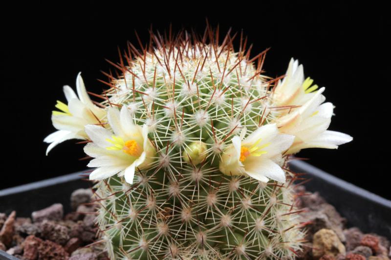 Mammillaria multidigitata 