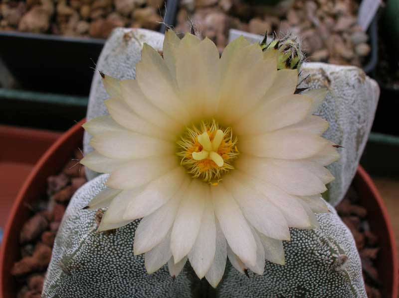 Astrophytum myriostigma f. quadricostatum 