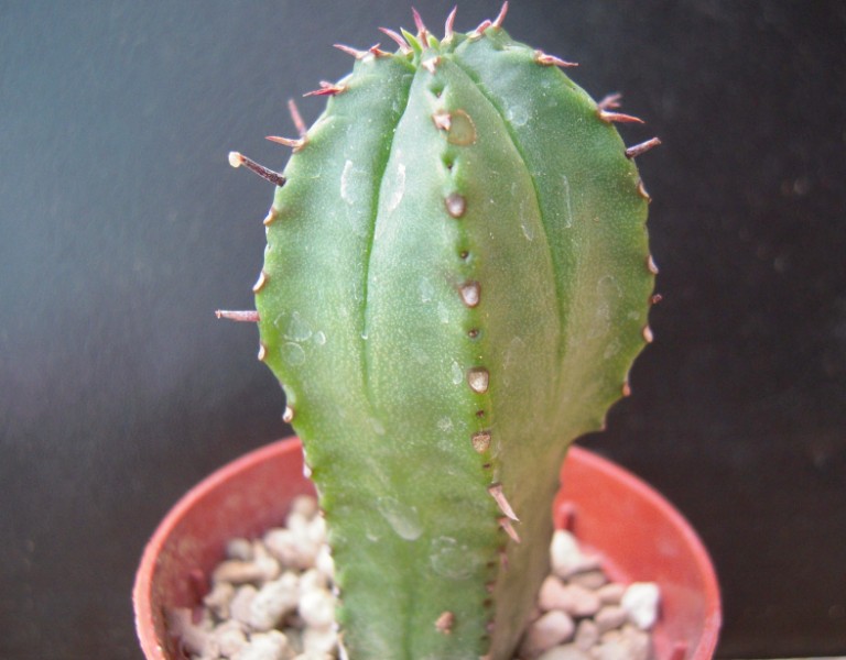 Euphorbia pillansii 