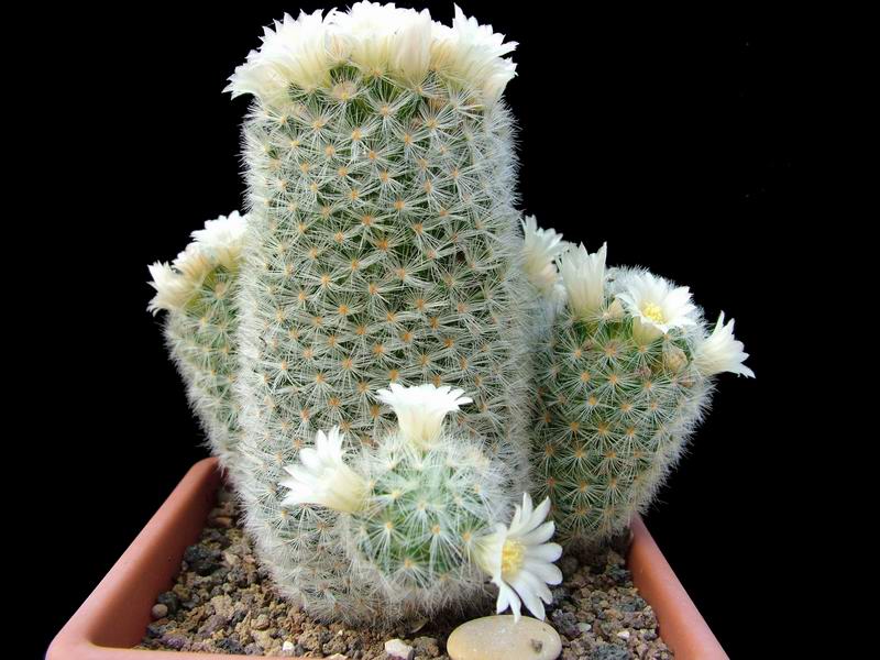 Mammillaria carmenae 