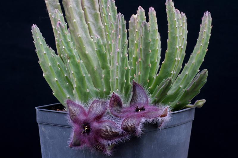 Stapelia hirsuta 