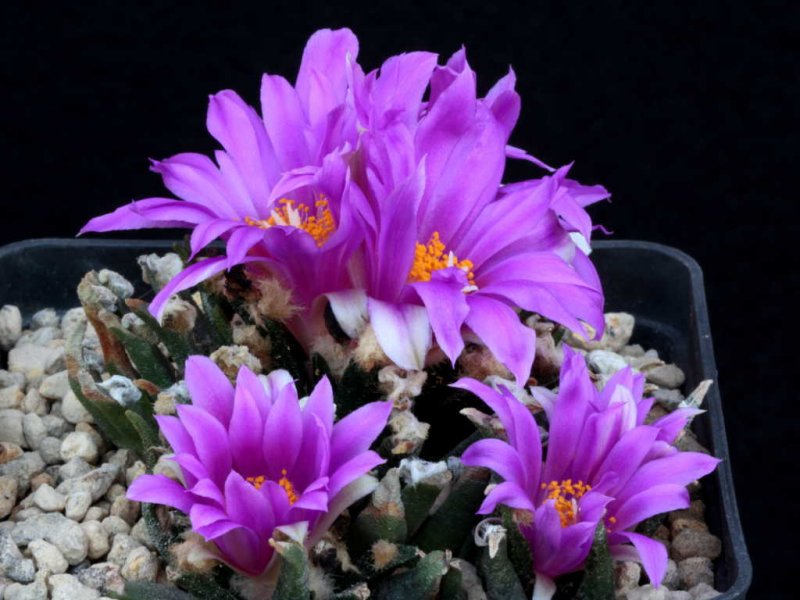 Ariocarpus agavoides 