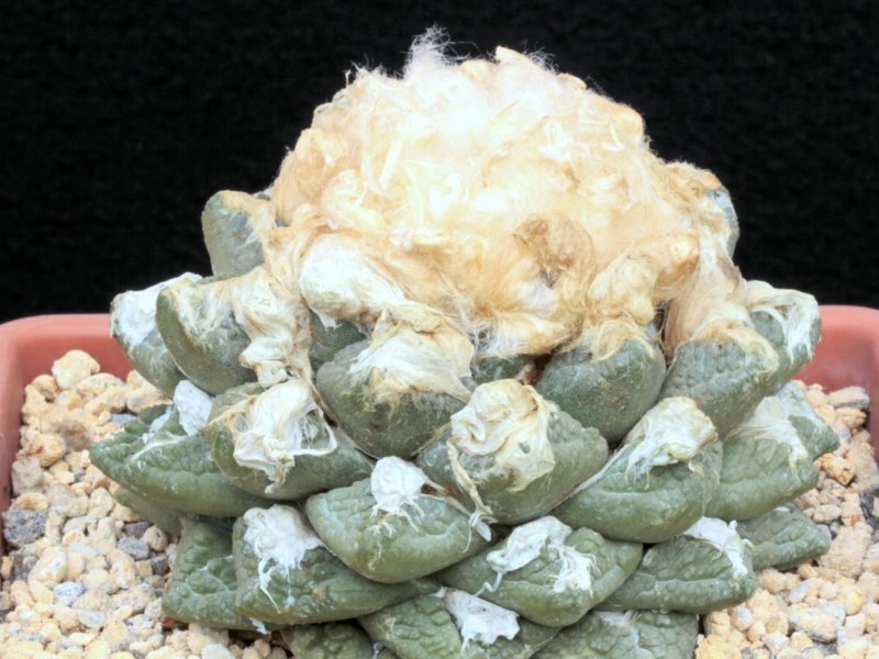 Ariocarpus fissuratus ssp. lloydii 