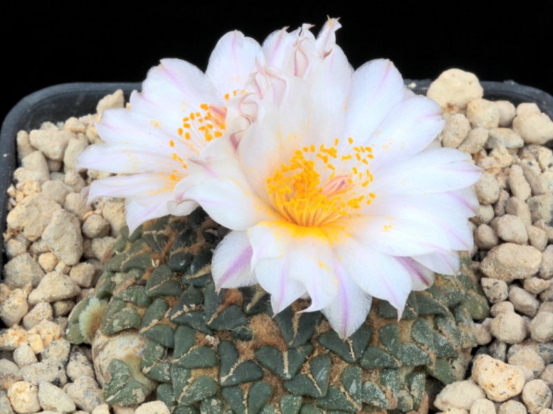 Ariocarpus kotschoubeyanus albiflora 