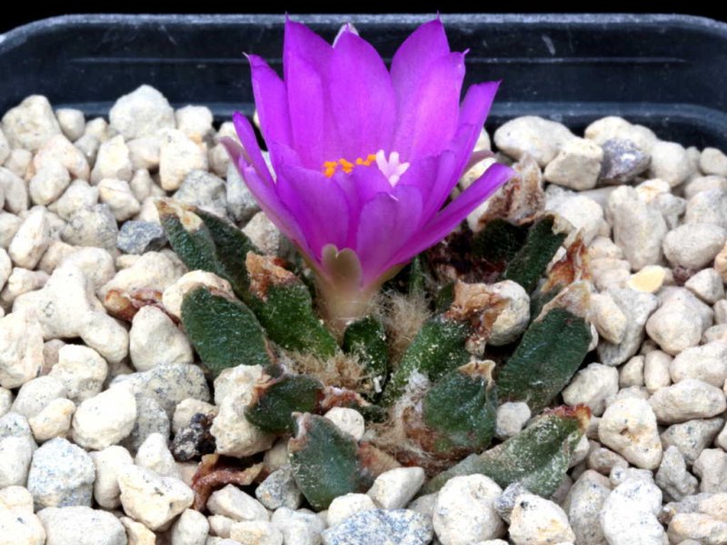 Ariocarpus scaphirostris 
