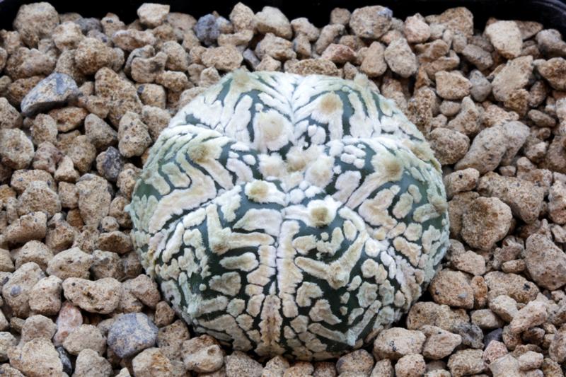 Astrophytum asterias cv. super kabuto v-type 