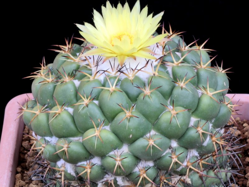 coryphantha elephantidens