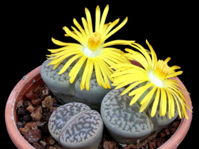 lithops schwantesii