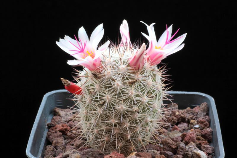 Mammillaria albicans f. slevinii SB 1251