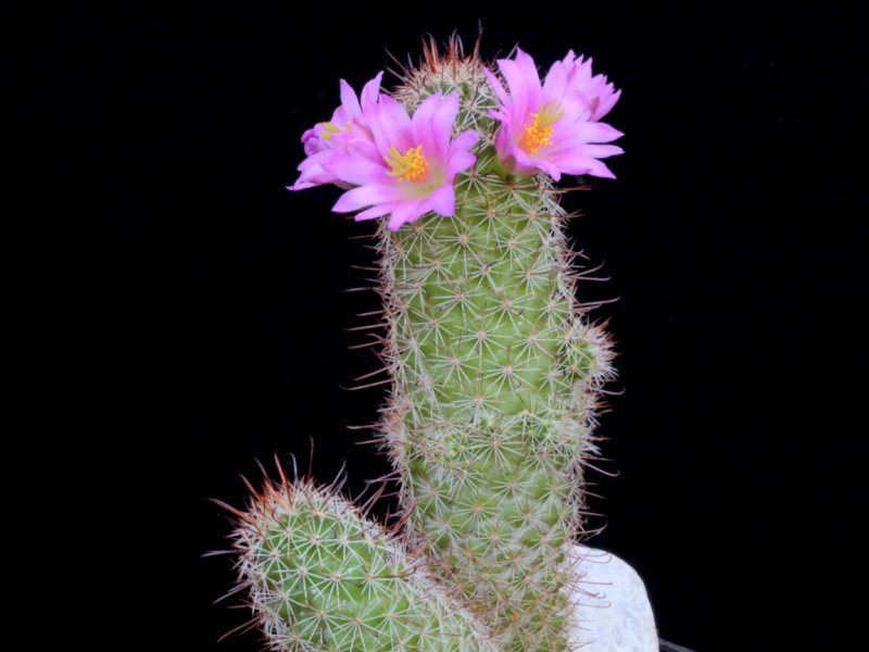 mammillaria occidentalis