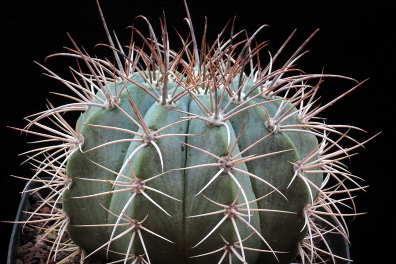 Melocactus azureus 