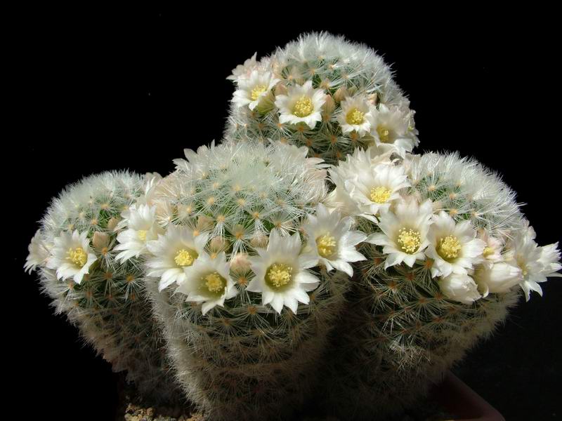 Mammillaria carmenae 