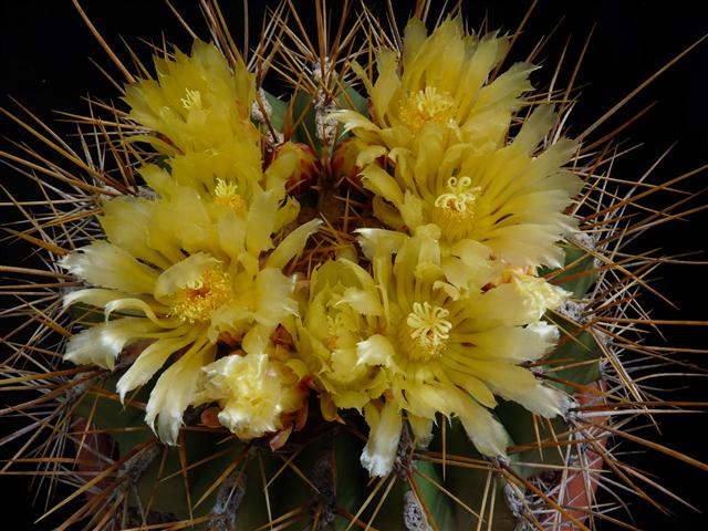 Ferocactus pottsii v. alamosanus 