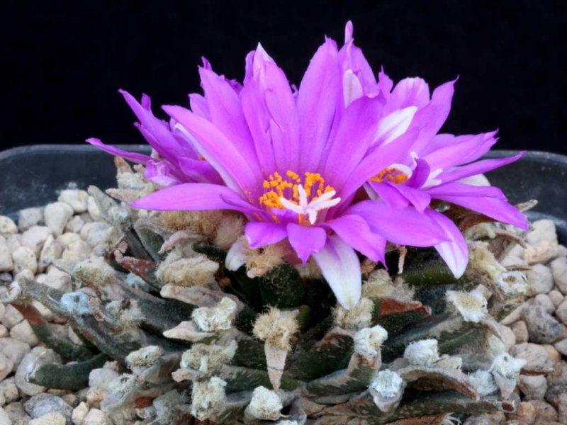 Ariocarpus agavoides 