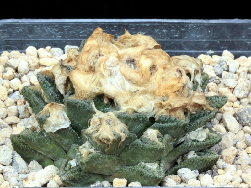 Ariocarpus bravoanus ssp. hintonii 