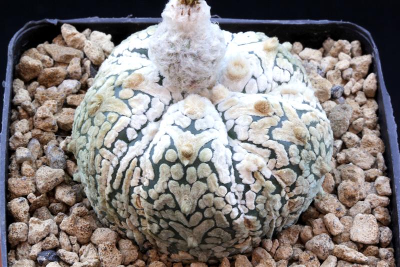 Astrophytum asterias cv. super kabuto v-type 