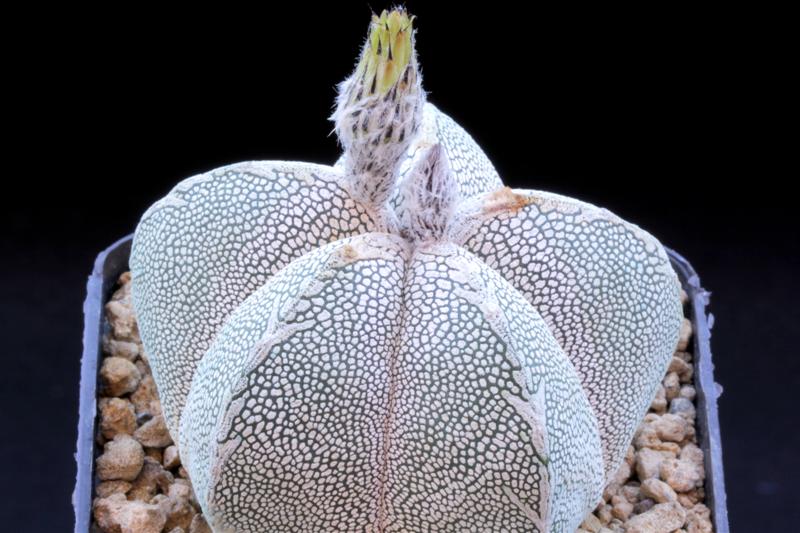 Astrophytum myriostigma cv. onzuka 