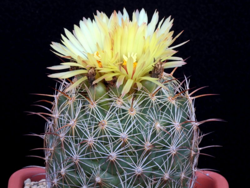 Coryphantha pallida 