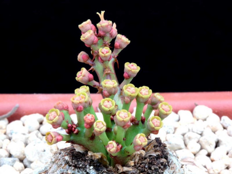 euphorbia decidua