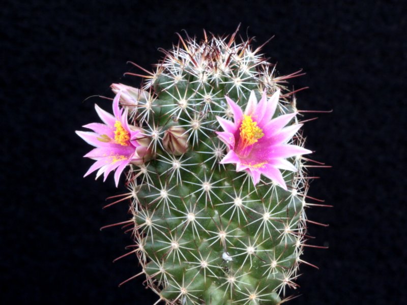 Mammillaria alamensis WM 8360