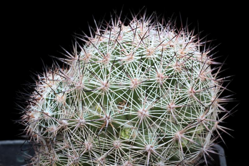 Mammillaria albicans f. slevinii 