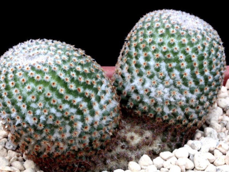 Mammillaria crucigera FO 105