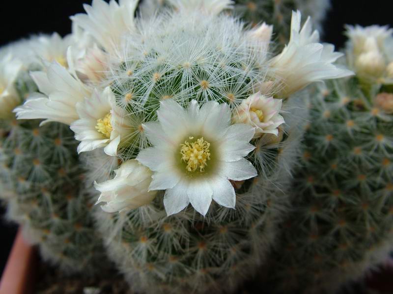 Mammillaria carmenae 