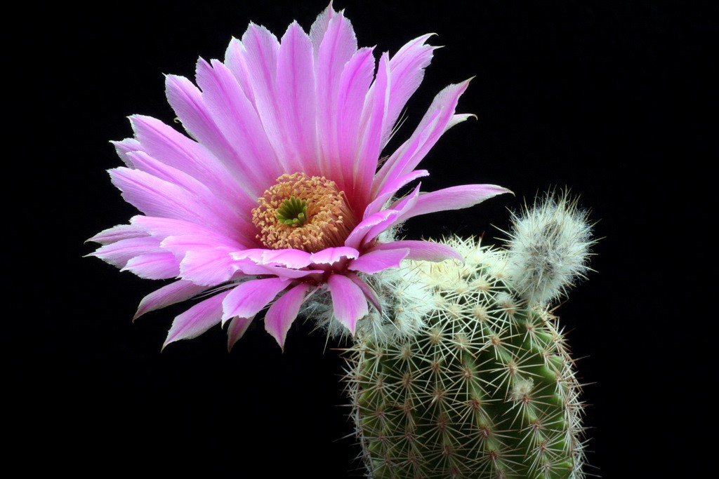 Echinocereus fobeanus ssp. metornii 