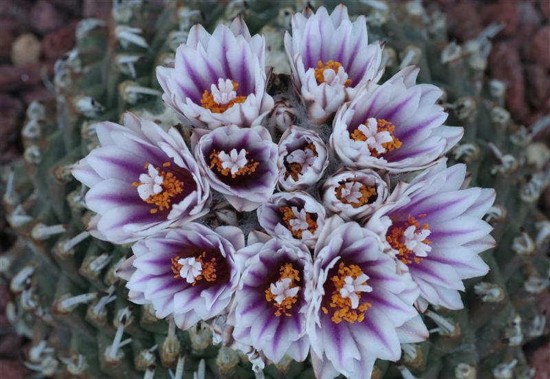 Turbinicarpus schmiedickeanus ssp. andersonii 