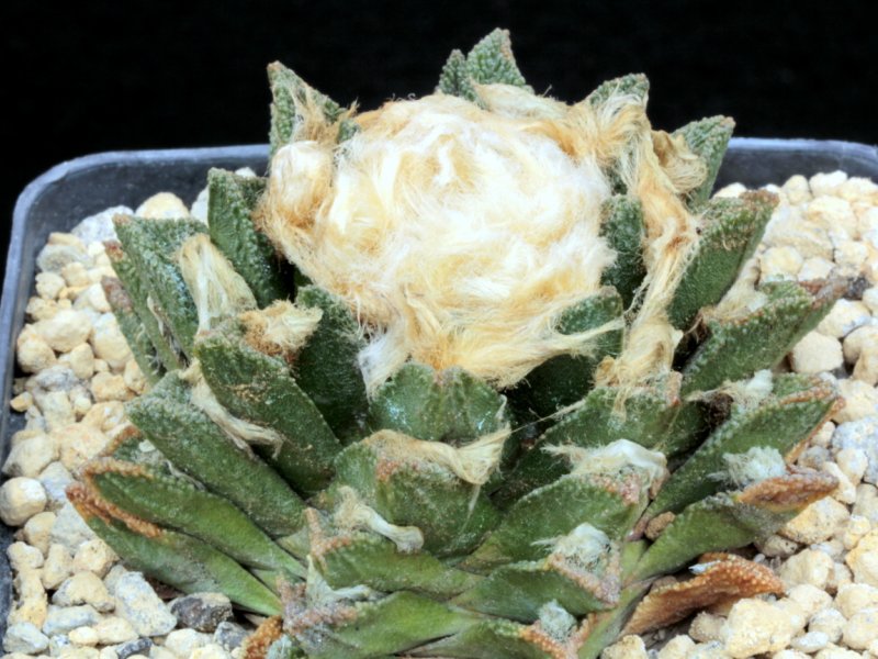 ariocarpus bravoanus