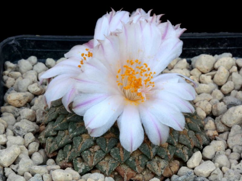 Ariocarpus kotschoubeyanus ssp. albiflorus 