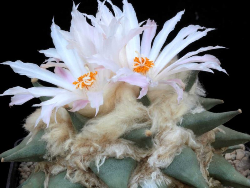 ariocarpus retusus v. elongatus