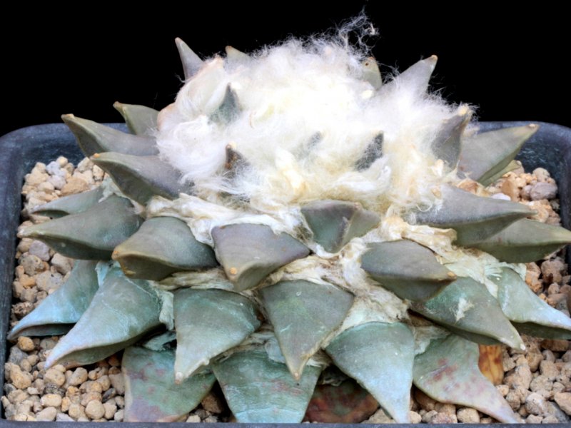 Ariocarpus retusus 