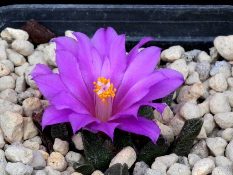 Ariocarpus scaphirostris 