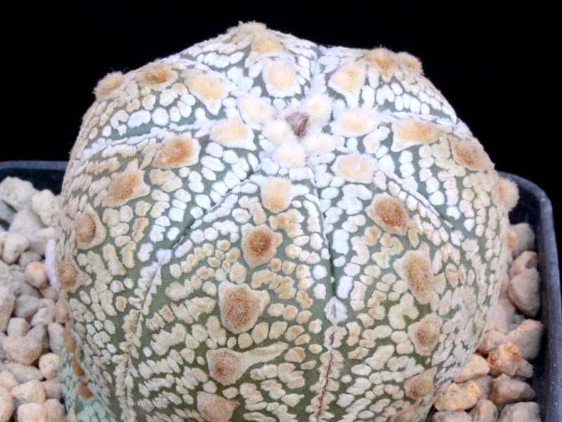 astrophytum asterias cv. super kabuto fly type