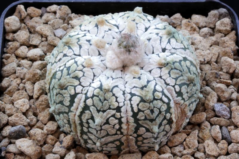 Astrophytum asterias cv. super kabuto v-type 