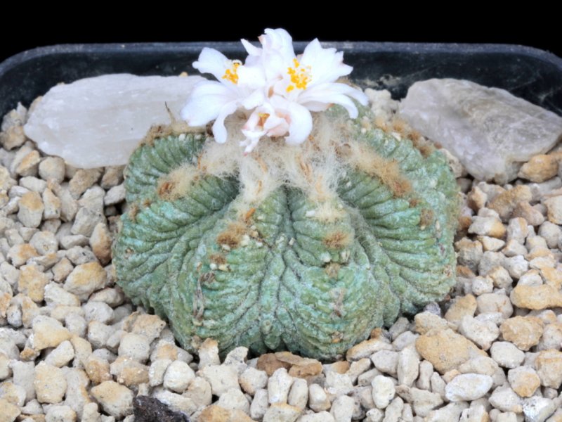 Aztekium ritteri 