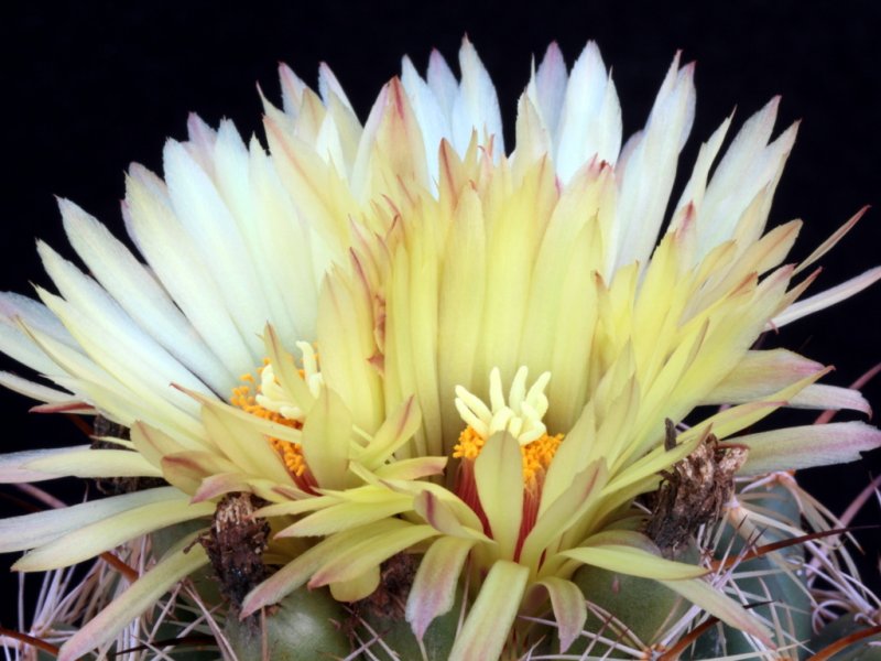 Coryphantha pallida 