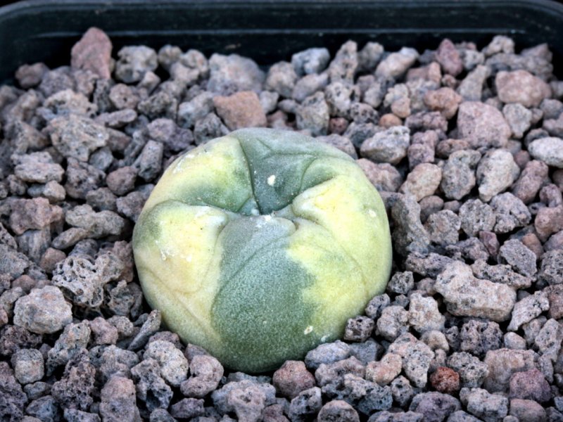 Lophophora williamsii 