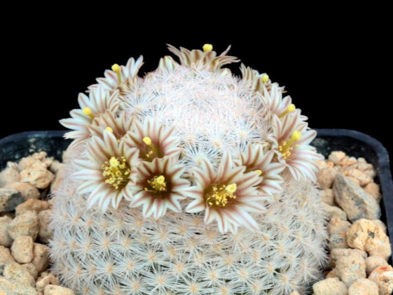 mammillaria lasiacantha