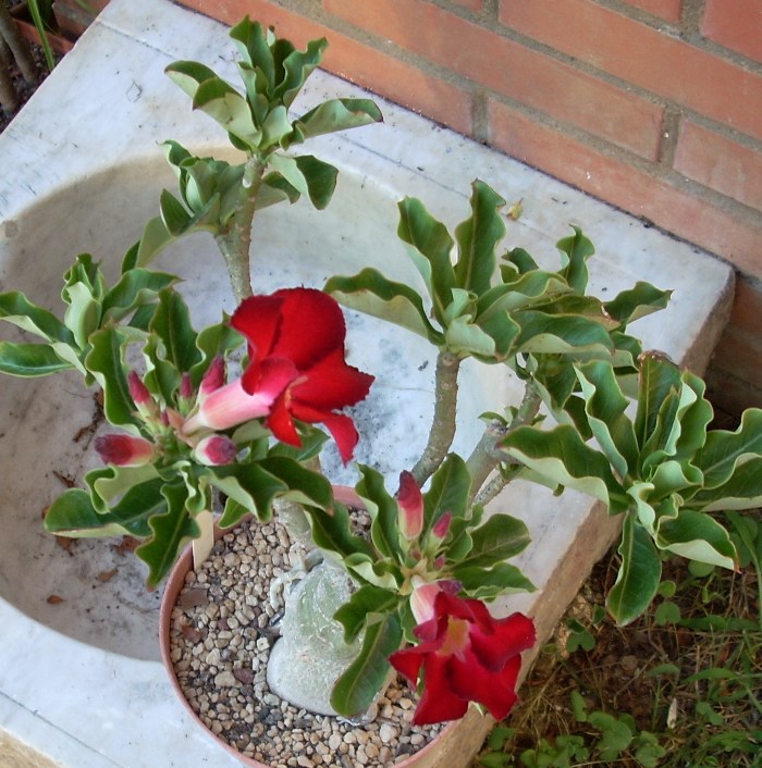 Adenium obesum 