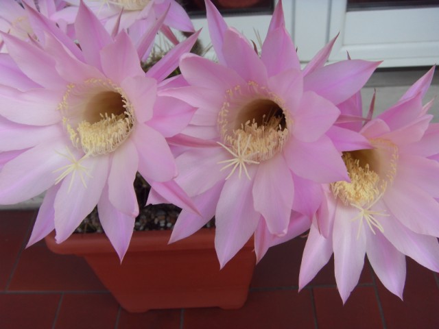 Echinopsis oxygona 