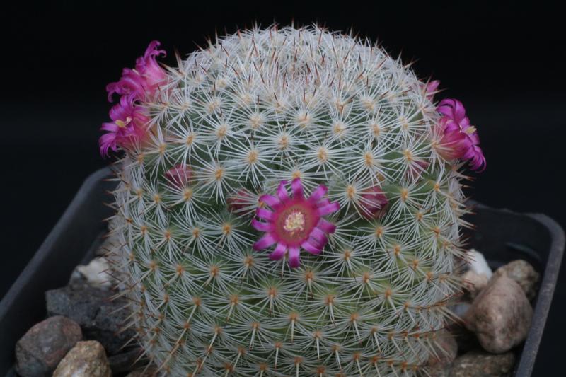 Mammillaria Haageana 