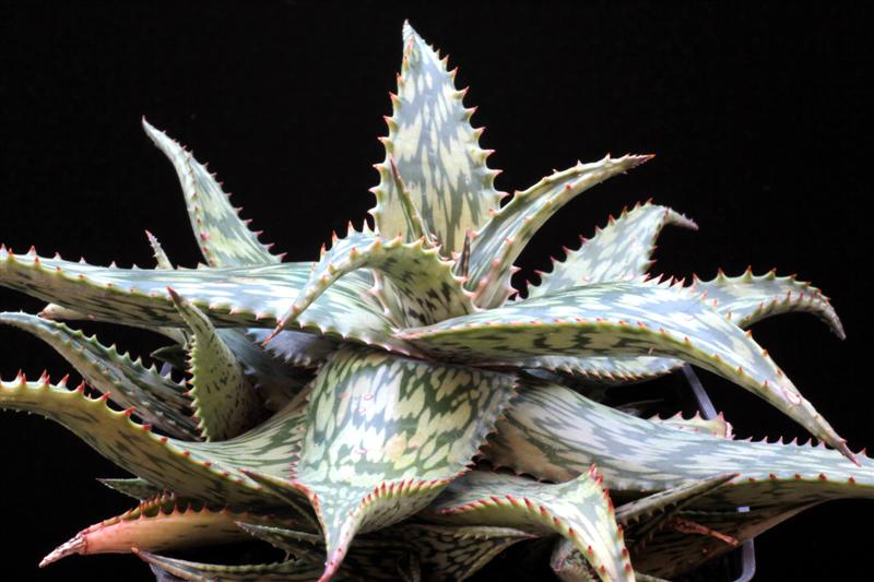 aloe hemmingii