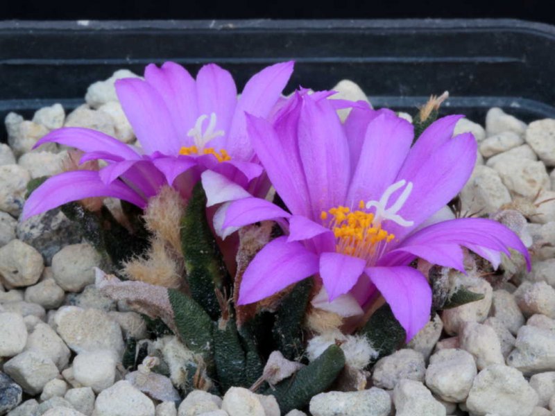 Ariocarpus agavoides 