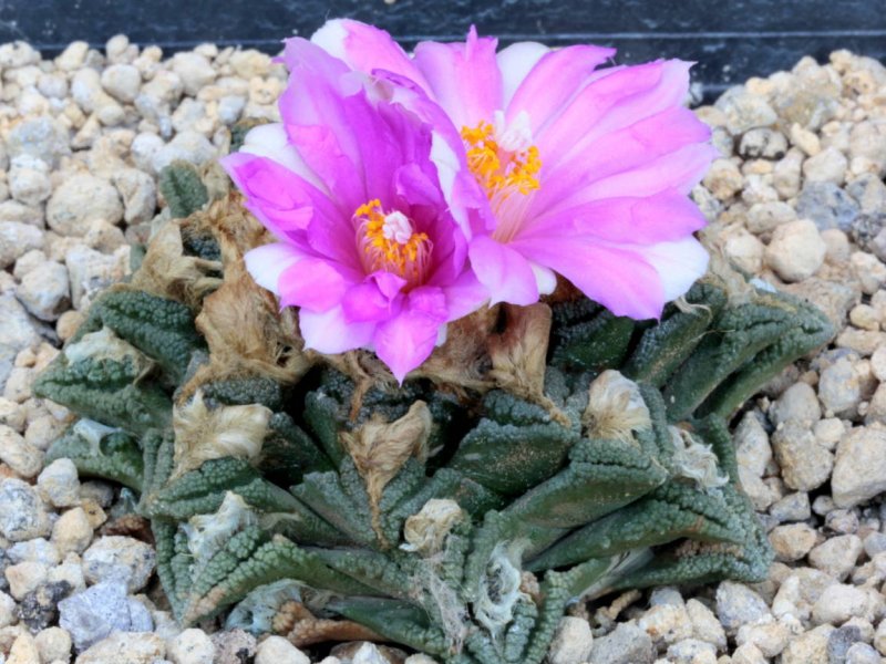 Ariocarpus bravoanus ssp. hintonii 