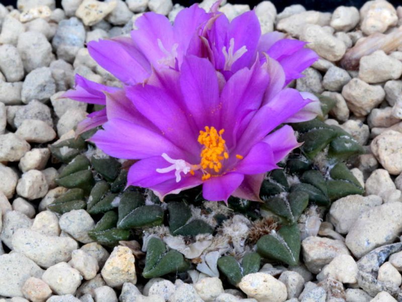 Ariocarpus kotschoubeyanus ssp. sladkovskyi 