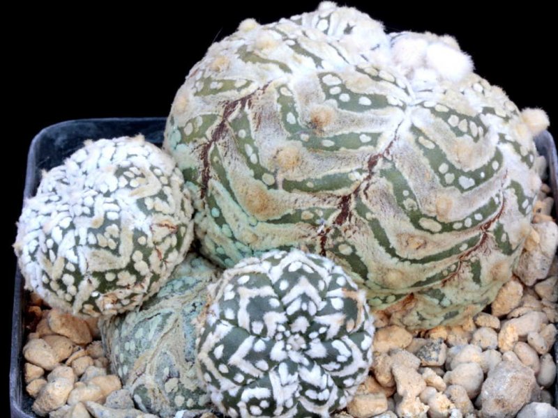 Astrophytum asterias cv. super kabuto fly type 