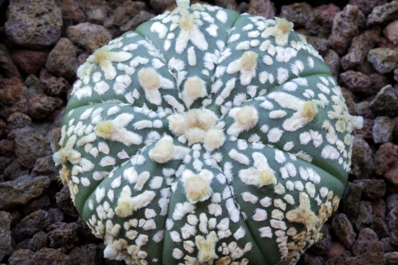 Astrophytum asterias cv. super kabuto v-type 