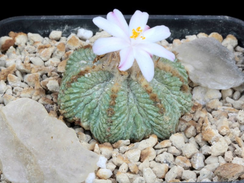 Aztekium ritteri 